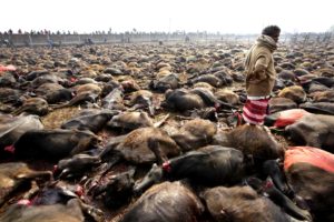 Humane Society International and Animal Welfare Network Nepal at the 2014 Gadhimai Festival