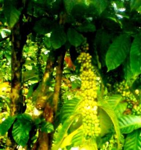 Kawasan pertanian terutama tanaman perkebunan seperti kopi, kakao, cengkeh maupun tanaman buan-buahan seperti durian, manggis, rambutan, pepaya, membuka peluang pengembangan agrowisata di Gangga