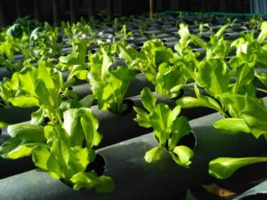 Tanam Kangkung Sistem Hidroponik, Menguntungkan dan Tidak Mahal