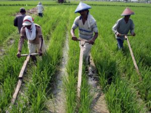 BI Dukung Inovasi dan Intervensi Pembiayaan Sektor Pertanian