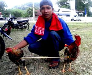 “Barapan Ayam”, Permainan Tradisional Yang Jadi Event Wisata di KSB