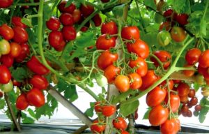 Tomat Sayur Sumbang Deflasi di NTB