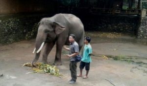 Gajah Mati di Lombok Elephant Park, Polisi Minta Keterangan Managemen