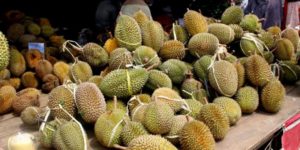 Di Tegal Maja, Tanjung, Buah Berduri ini Disebut Buah “Sehabat”