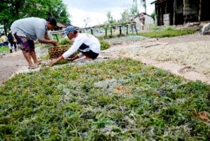 NTB Akan Mengolah Rumput Laut Jadi Produk Kosmetik