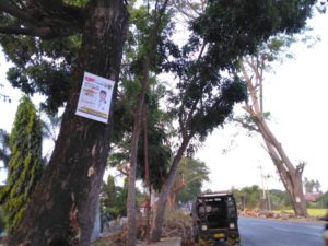 Bawaslu Lotim Peringatkan, APK Caleg Tak Boleh Terpasang di Pohon