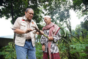 HBK : Management Pemasaran Ashitaba Sembalun Perlu Dibenahi