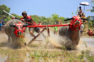 Saka Buffalo Race Series di Festival Moyo,  Event Paling Ditunggu Wisman