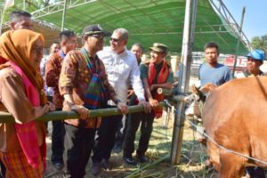 “Tape Jagung”, Peluang Wujudkan Industri Pakan Ternak Di NTB Dompu
