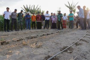 Industrialisasi Pertanian Dimulai, Drip Irrigation Melipatgandakan Produktivitas Jagung