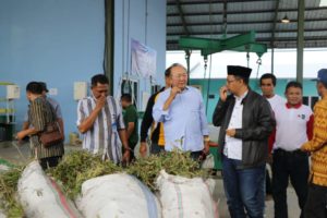 Pabrik Minyak Kayu Putih Terbesar Di Dunia, Ada Di NTB