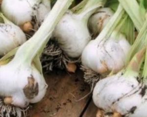 Benih Bawang Sembalun Diduga Untuk Pengadaan di Sumut, Dioplos