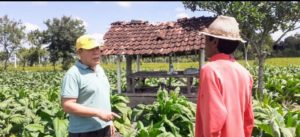 Calon Bupati Idola, Akan Perjuangkan Petani Tembakau Lombok Tengah