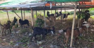 Seminggu Jelang Idul Adha, Penjualan Hewan Kurban Menurun