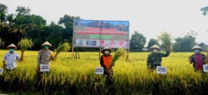 Dukung Kampung Sehat, Sekda KLU dan Forkopimda Panen Raya Padi di Jenggala