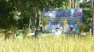 Bupati Lombok Utara Panen Perdana Padi Varietas Sertani