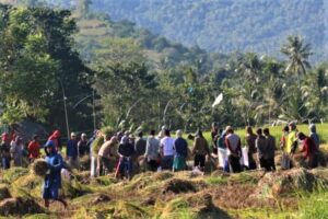 Petani Peternak di KLU Mulai Sulit Cari Pakan Ternak