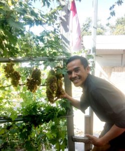 Anggur Berbagai macam Varietas Tumbuh Subur di Desa Pendua