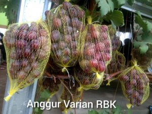 Anggur varian RBK yang dikembangkan Bakti Haryono 