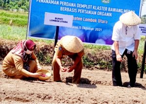 BI NTB Dukung Pemanfaatan Bahan Organik Untuk Bawang Merah