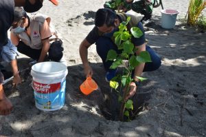 Menanam Pohon Waru, Alternatif Cegah Abrasi