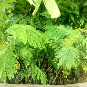 Tanaman untuk selamatkan sumber air