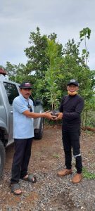 Bibit pohon untuk penanaman bibit 