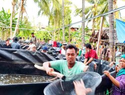 Budidaya Udang Vaname Kolam Bioflok di KLU, Panen Perdana  