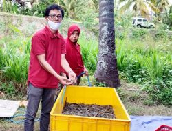 Menunjukkan hasil budidaya udang Vaname