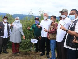 Wagub NTB Tanam Ketapang di Jalan Lintas Bima-Dompu