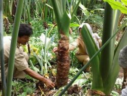 Talas Beneng, Dari Tanaman Liar Kini Tembus Pasar Internasional