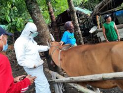 Penyakit Mulut dan Kuku adalah Penyakit Hewan Menular