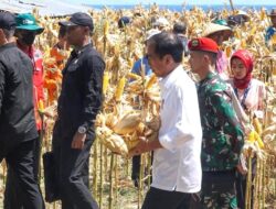 Jokowi mwmbawa sendiri hasil panen jagung