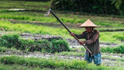 Nilai Tukar Petani merupakan indikator penting dalam pembangunan pertanian, karena dapat mengukur keberhasilan kebijakan pertanian