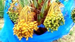 Menjelang berangkat Jemaah Haji sudah dapat memesan onlinekurma dari Lombok Utara