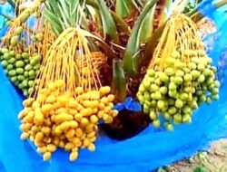 Kurma Lombok Utara Disiapkan Jadi Oleh-Oleh Haji