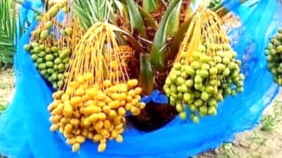 Menjelang berangkat Jemaah Haji sudah dapat memesan onlinekurma dari Lombok Utara