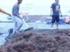 Teluk Ekas Jadi Pusat Riset Rumput Laut Dunia 