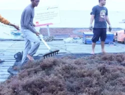 Teluk Ekas Jadi Pusat Riset Rumput Laut Dunia 
