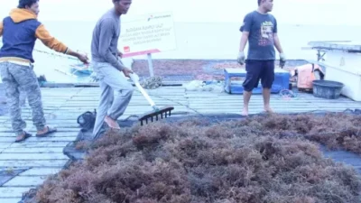 Rumpput laut di teluk Ekas jadi pusat riset, diharapkan menjadi pusat penelitian, pendidikan, dan pelatihan bagi masyarakat