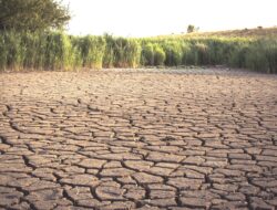 Prediksi BMKG, Tahun 2026 Musim Kemarau Datang Lebih Awal