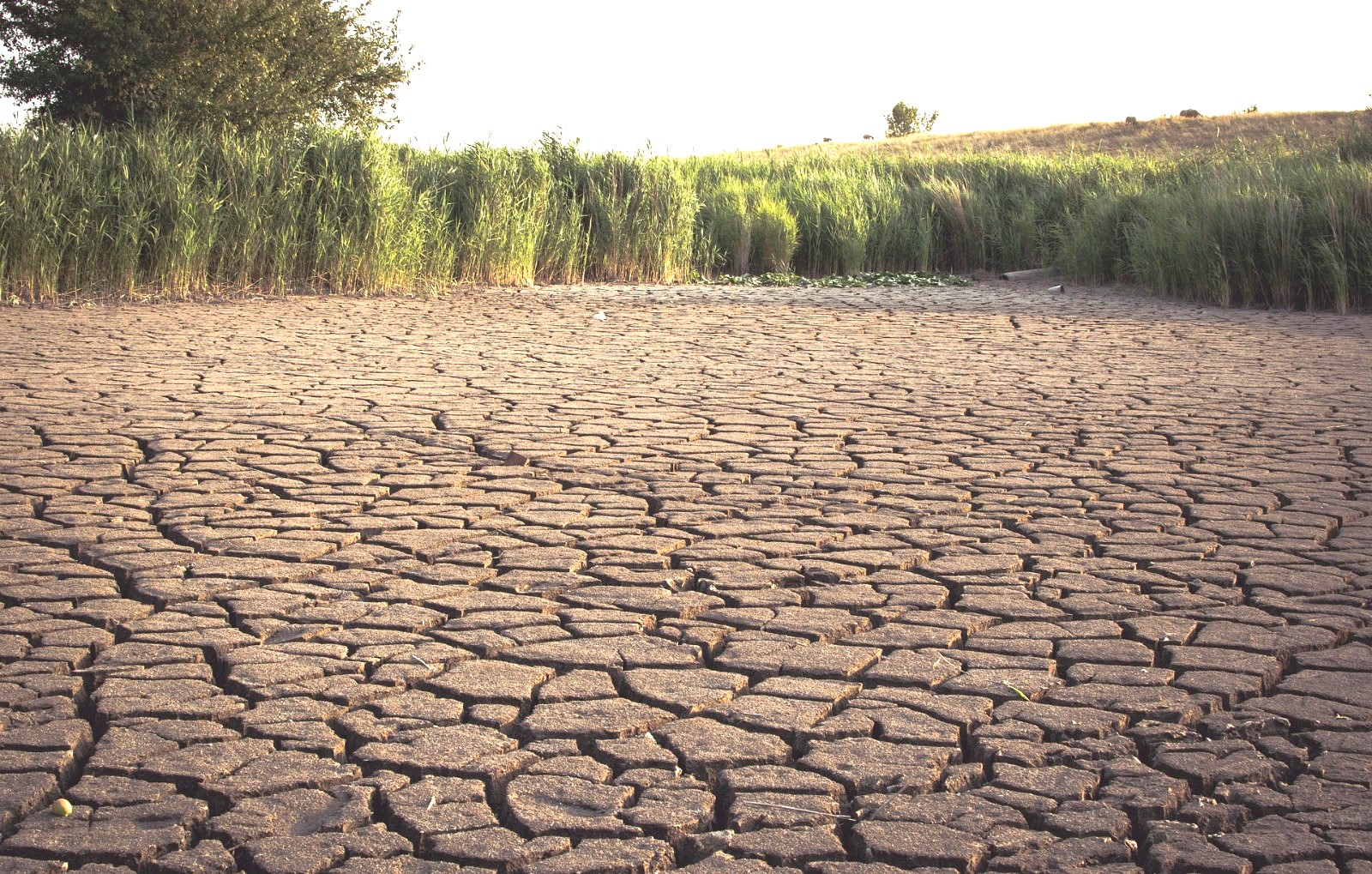 Prediksi BMKG) Wilayah yang mengalami awal kemarau lebih maju meliputi sebagian besar Sumatra, Jawa, Bali, Nusa Tenggara dan Kalimantan